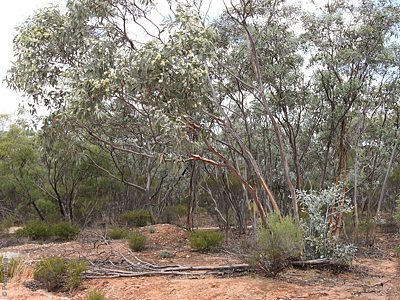 Eucalyptus cretata, Darke Peak CP, EP, 31 Jan 2011, by P.J. Lang, plant, IMG_4023